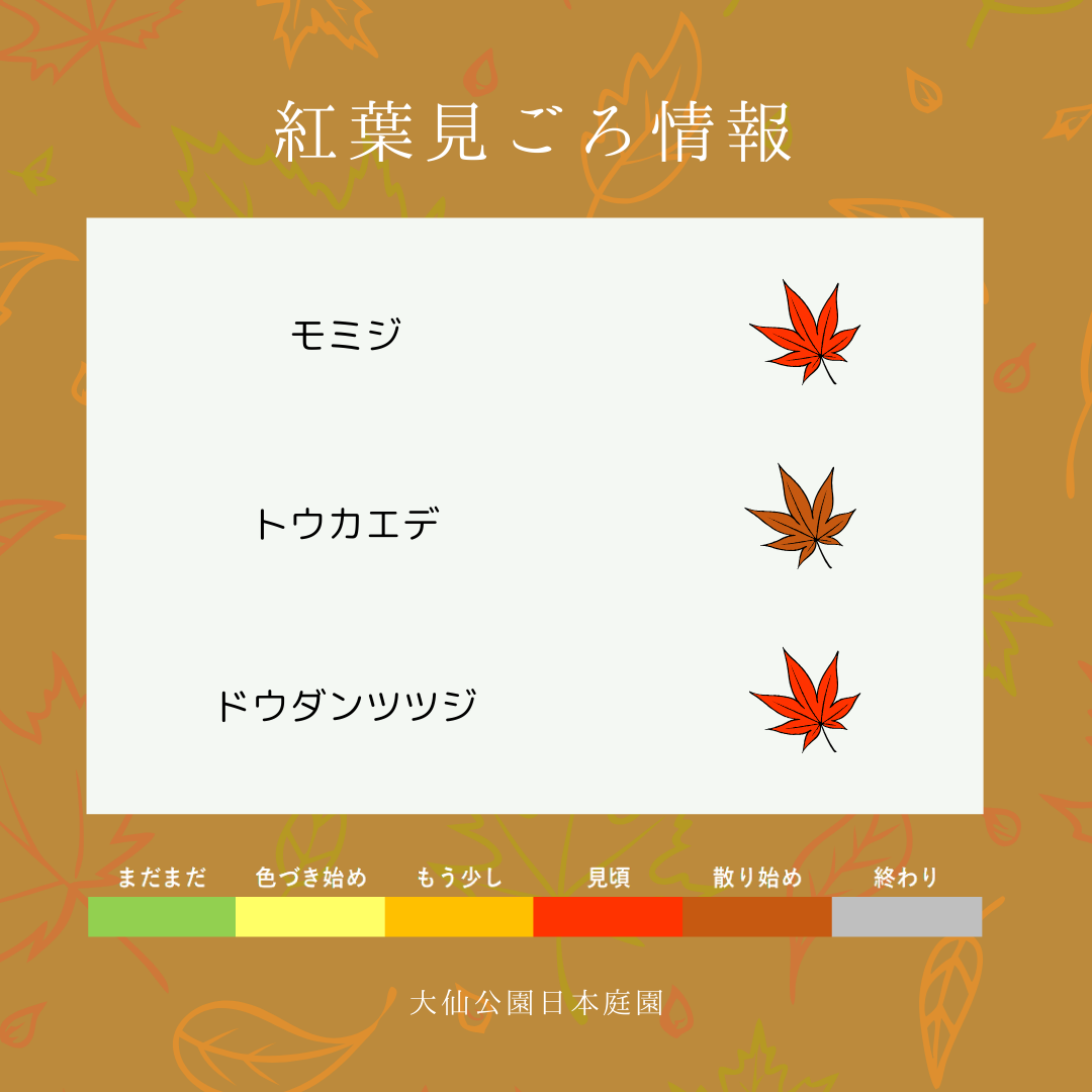 紅葉見ごろ情報のお知らせ | 大仙公園日本庭園